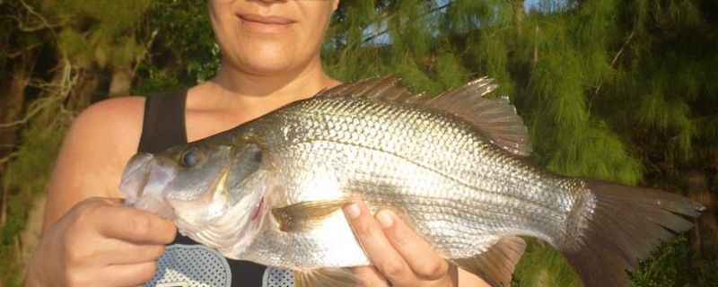 Estuary Perch