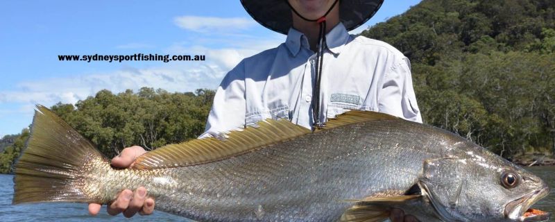 83cm mulloway