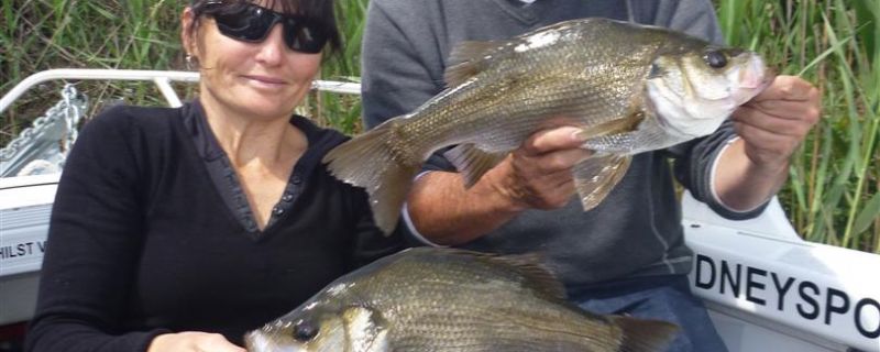 Estuary Perch